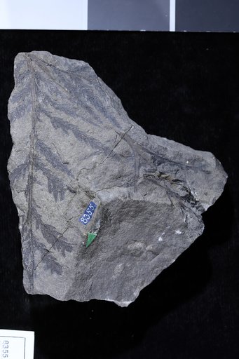 Cladophlebis alata Fontaine in Ward