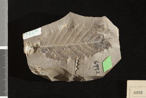 Quercus castaneopsis Newberry