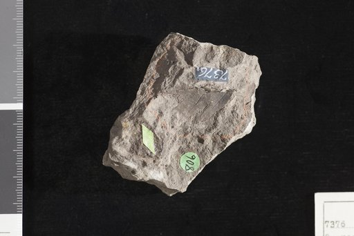 Quercophyllum wyomingense Fontaine