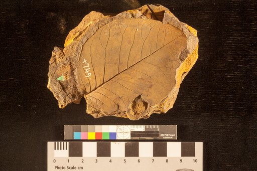 Juglans debeyana (Heer) Lesquereux