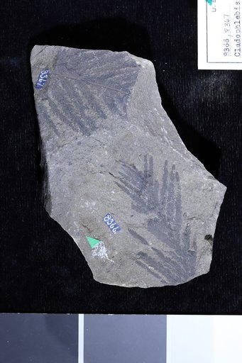 Cladophlebis alata Fontaine in Ward