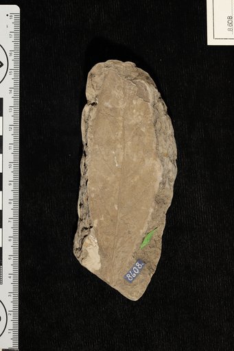 Oreodaphne mississippiensis Berry