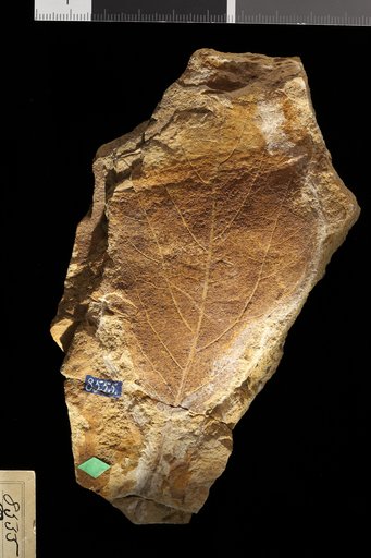 Quercus sp indet. Knowlton