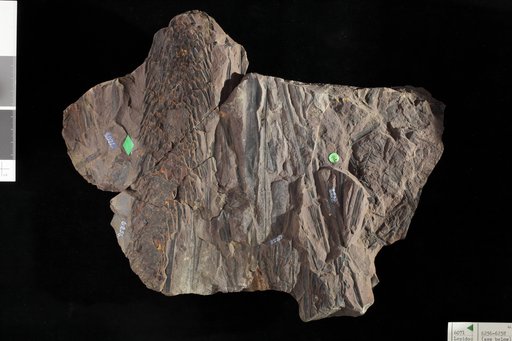 Lepidostrobus princeps Lesquereux