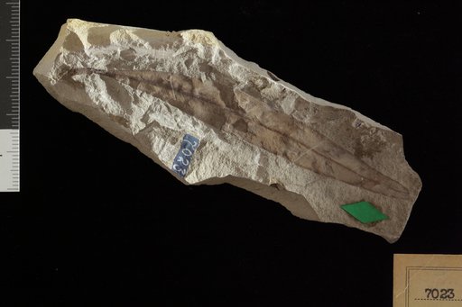 Salix angusta Braun
