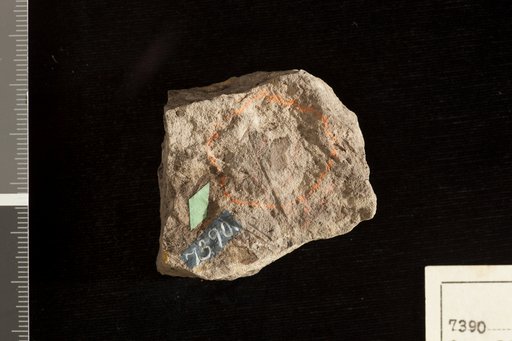 Carpolithes virginiensis Fontaine