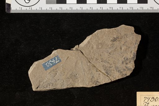 Thyrsopteris rarinervis Fontaine