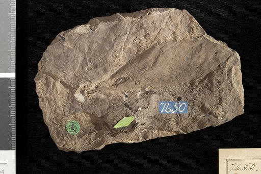 Asimina eacenica Knowlton