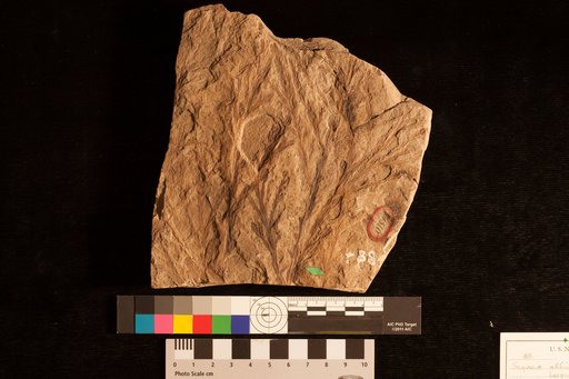 Sequoia affinis Lesquereux