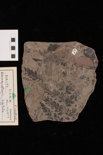 Neomariopsis lobifolia (Morris) Maithy