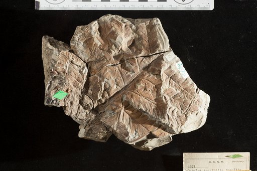 Onoclea sensibilis var. fossilis Newberry