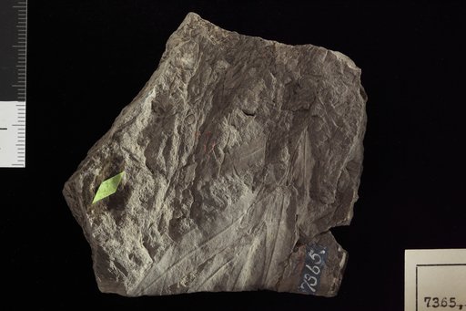 Sapindopsis variabilis Fontaine