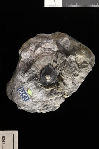 Lepacyclotes circularis Emmons