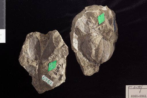 Carpolithes spinosus Newberry
