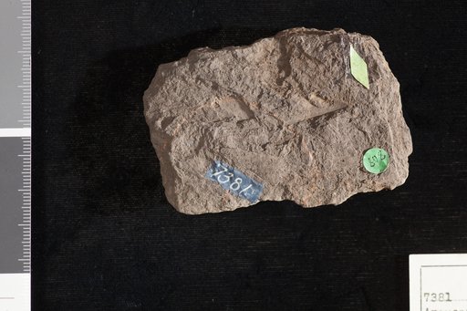 Araucarites cuneatus Ward