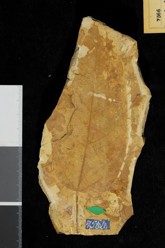 Benzoin dilleri Knowlton