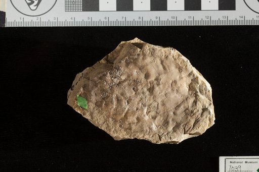 Planera variabilis Newberry