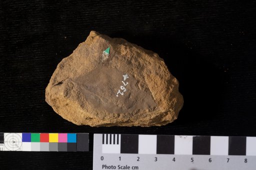Phyllites vanonae Heer