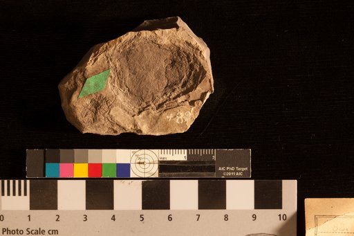 Sequoia sp indet. Lesquereux