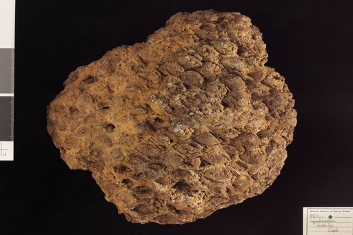 Cycadeoidea mcbridei Ward