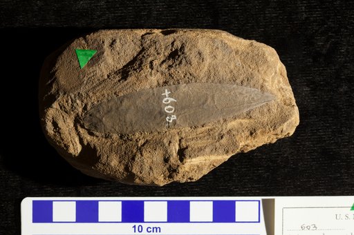 Podozamites oblongus Lesquereux