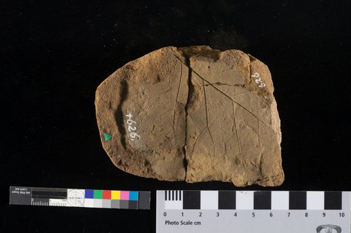 Populites lancastriensis (Lesquereux)