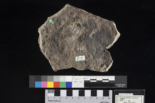 Abietites dubius Lesquereux