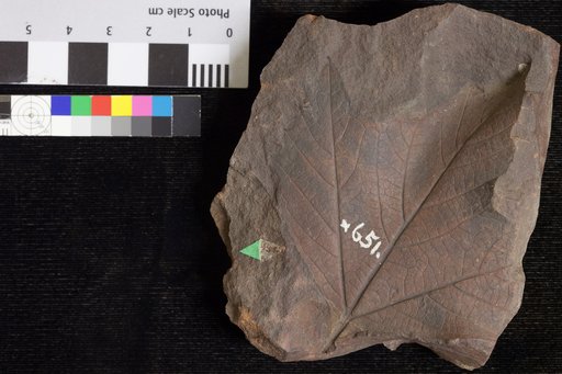 Sassafras cretaceum Newberry