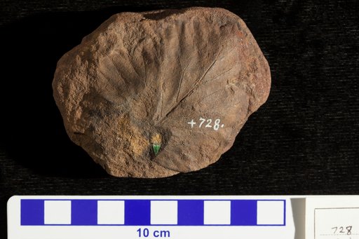 Protophyllum crednerioides Lesquereux