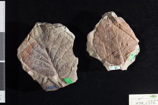 Phyllites corneosus Newberry