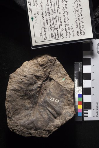 Protophyllum crednerioides Lesquereux