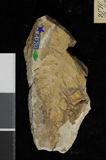 Phyllites oregonianus Knowlton