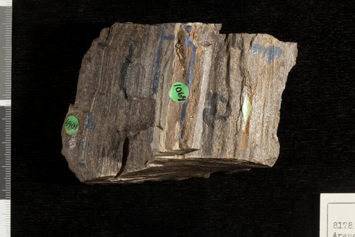 Araucarioxylon hoppertonae Knowlton