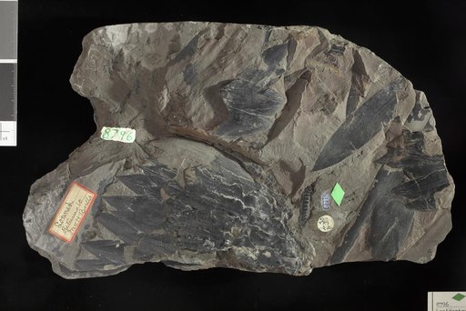 Lepidostrobus missouriensis White