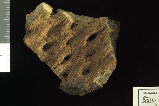 Cycadeoidea occidentalis Ward