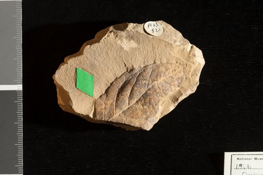 Quercus sullyi Newberry