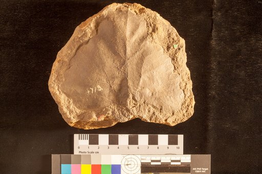 Menispermites salinensis Lesquereux