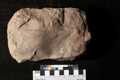 Protophyllum sternbergii (Lesquereux)