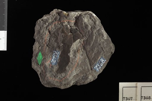 Cladophlebis wyomingensis Fontaine