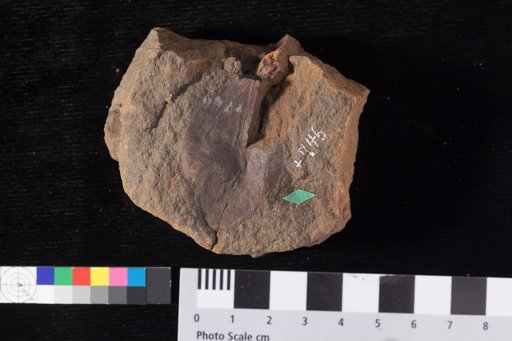 Paliurus membranaceus Lesquereux