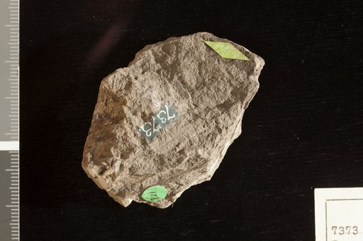 Pecopteris geyleriana Nathorst
