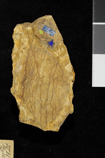 Phyllites sp indet. Knowlton