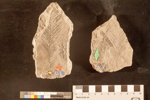 Ctenophyllum braunianum var. angustum (Braun) Schimper
