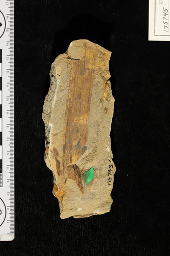 Geonomites claibornensis Berry