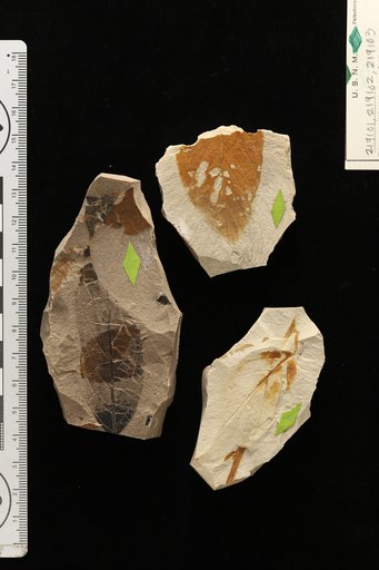 Rhamnidium preglabrum Berry