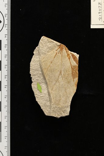 Leguminosites patagonicus Berry