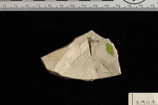 Schmidelia proedulis Berry