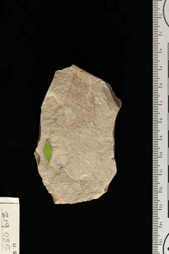 Sapindus argentinus Berry
