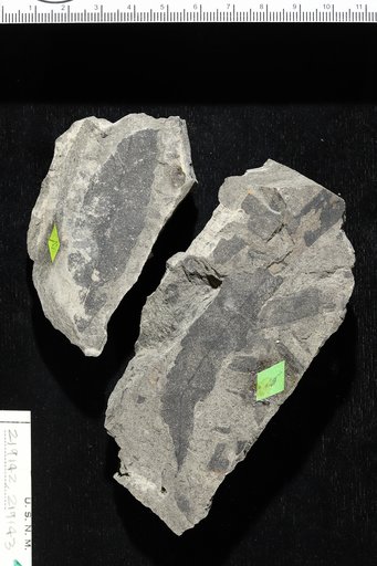Thouinia philippi Engelhardt