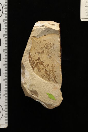 Strychnos mirhojana Berry